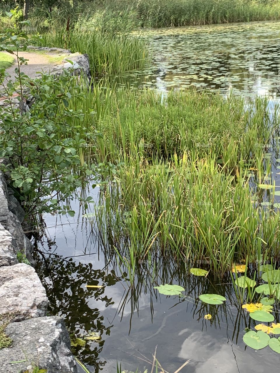 Water lilies and reeds