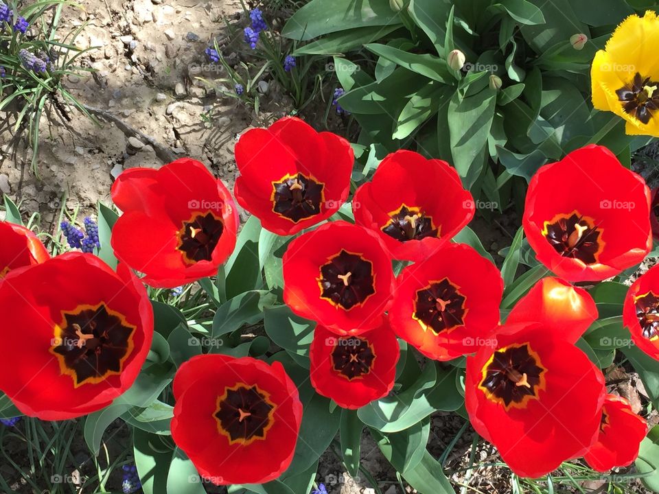 Red Tulips