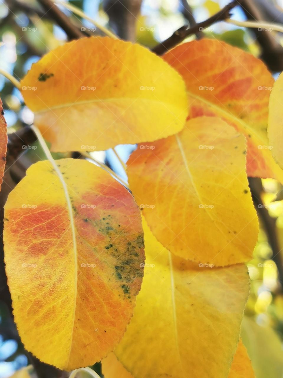 Autumnal colours of a pear tree