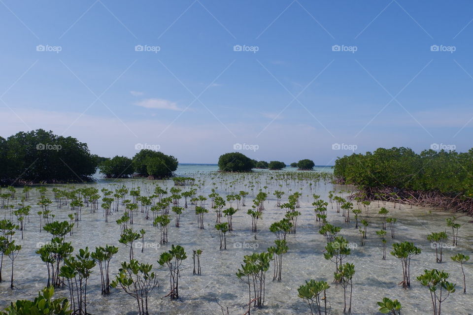 The Magrove in the seashore