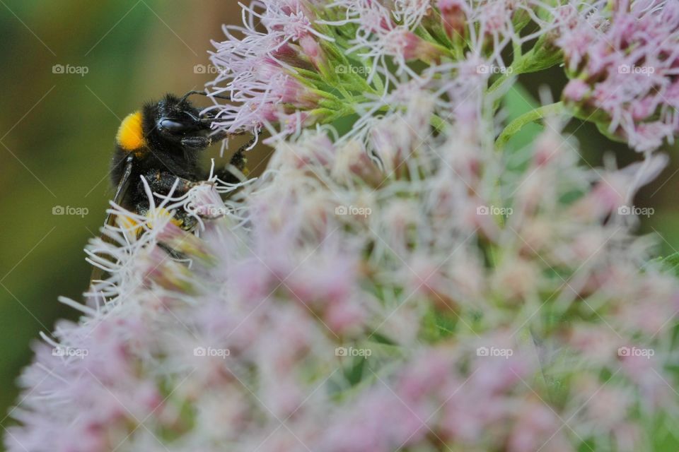 Bumblebee pollination on pink flower