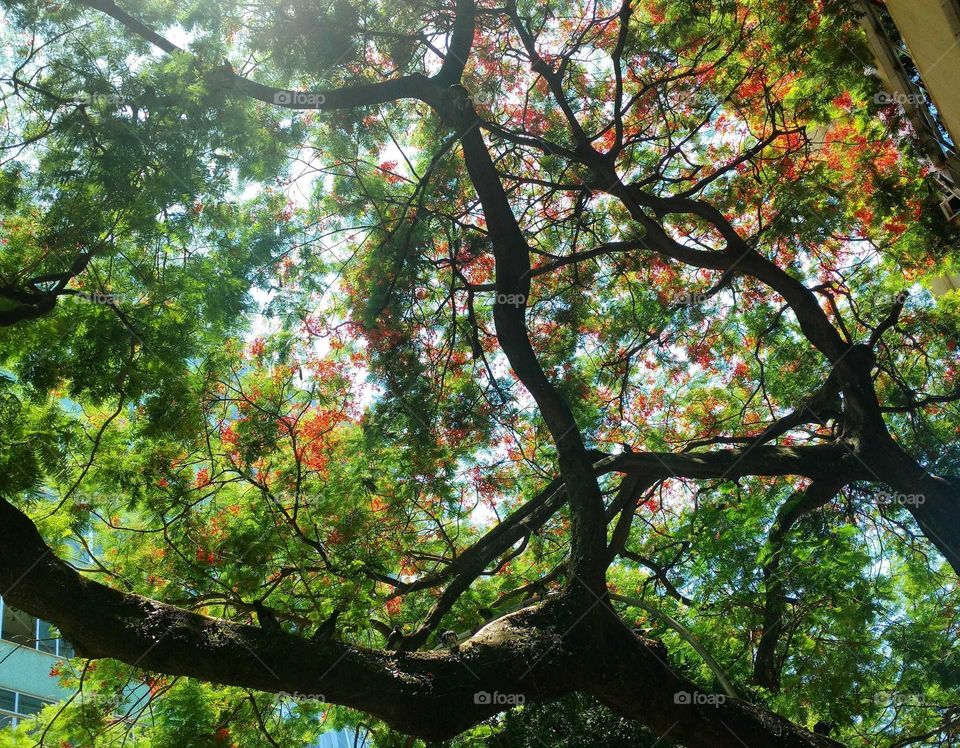 tree silhouete flamboyant
