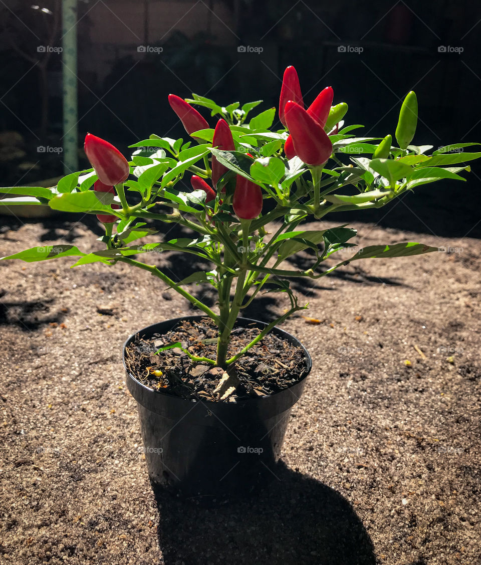 a beautiful pepper plant