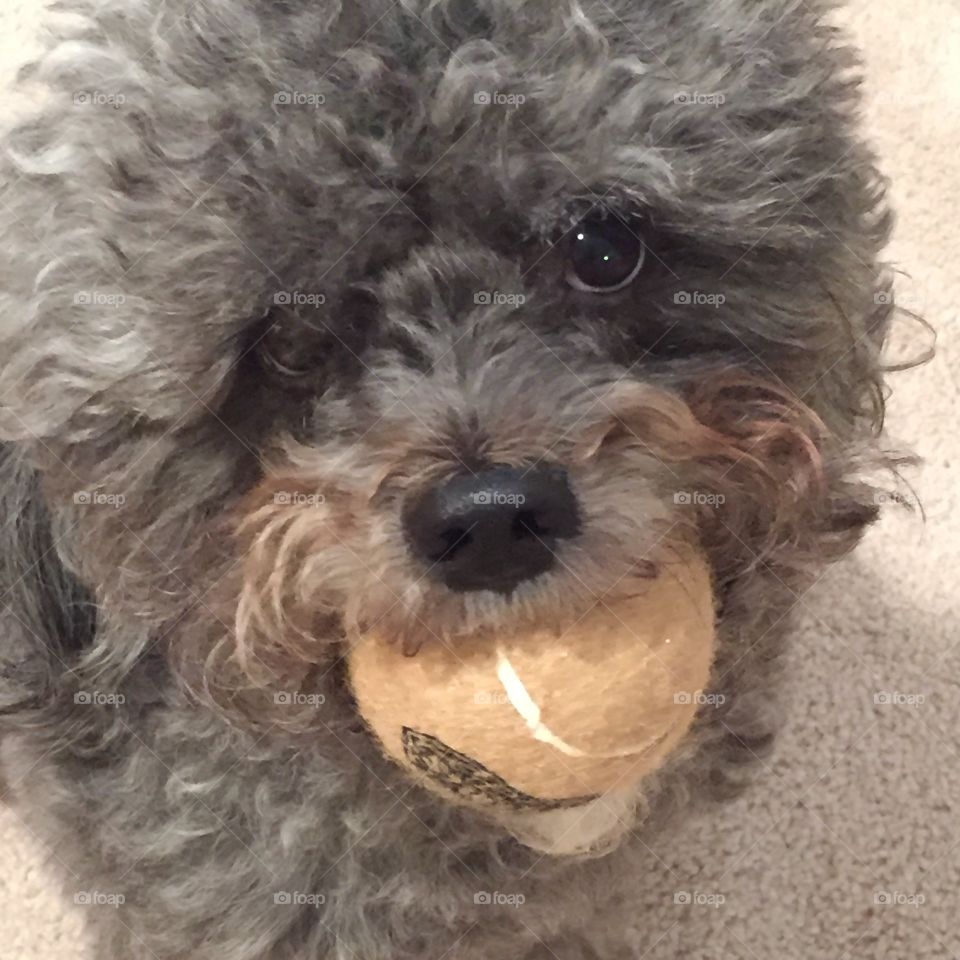 Izzy & her Ball