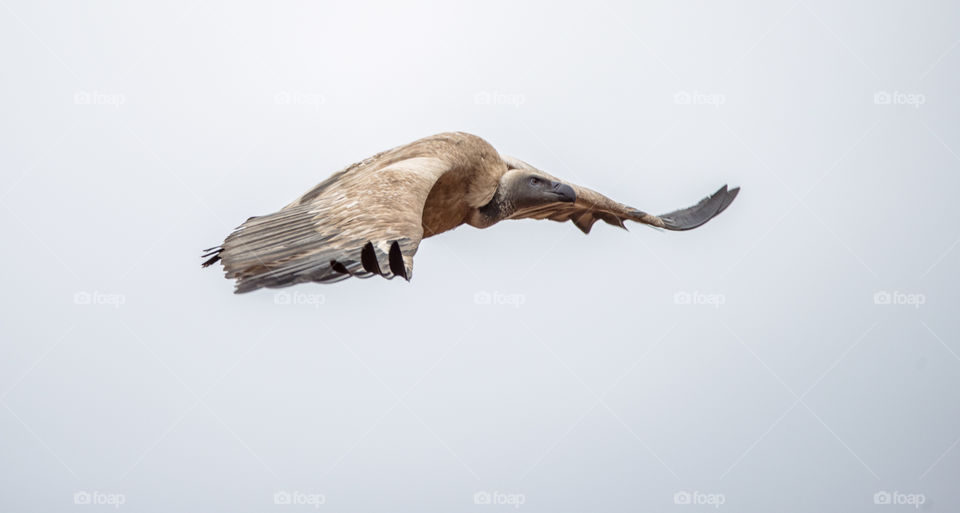 A white backed vulture fly by