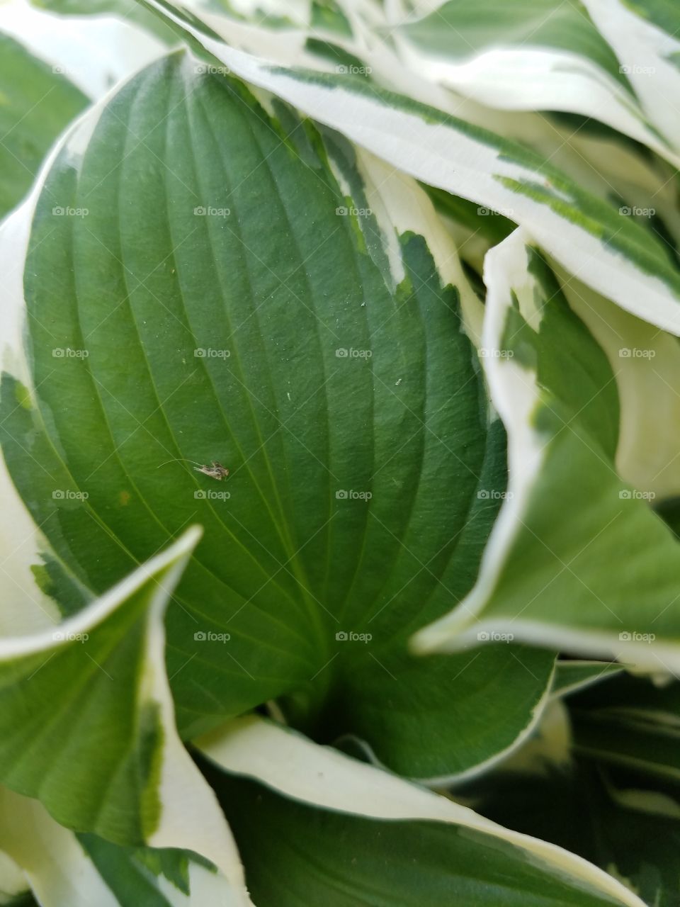 Leaf, Nature, Flora, No Person, Growth