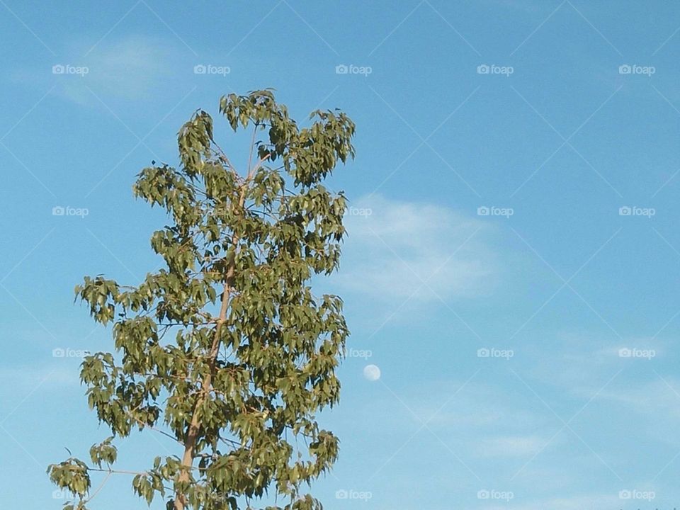 A tree and view to sky