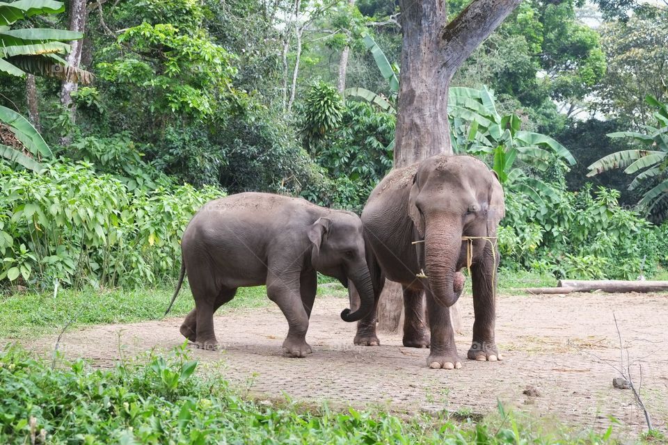 Sumatran Elephant