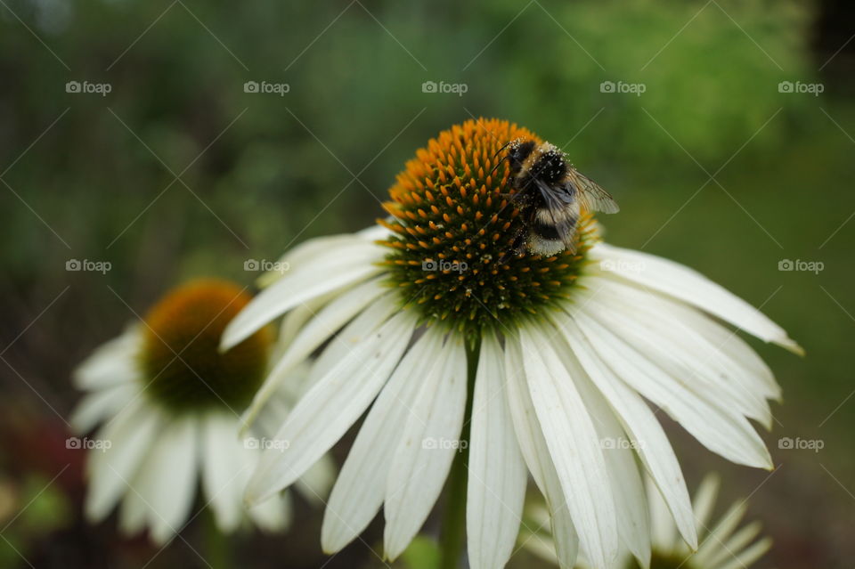 Coneflower with nectar 