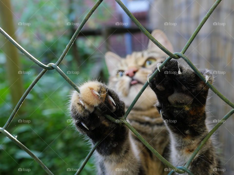 Tabby cat paws