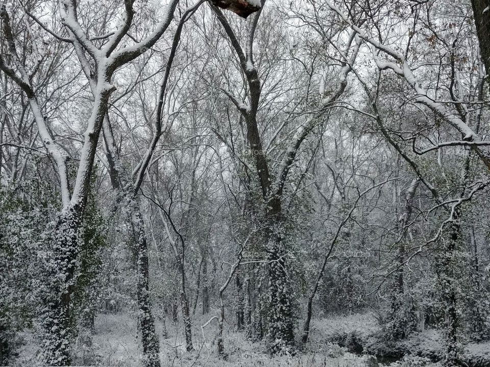 frosted trees