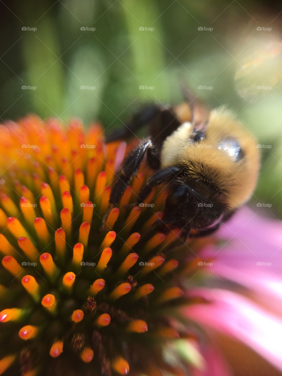 Bumblebee on flower