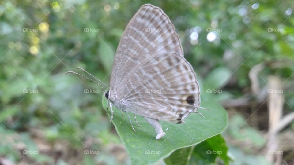 A small butterfly perched on a leaf