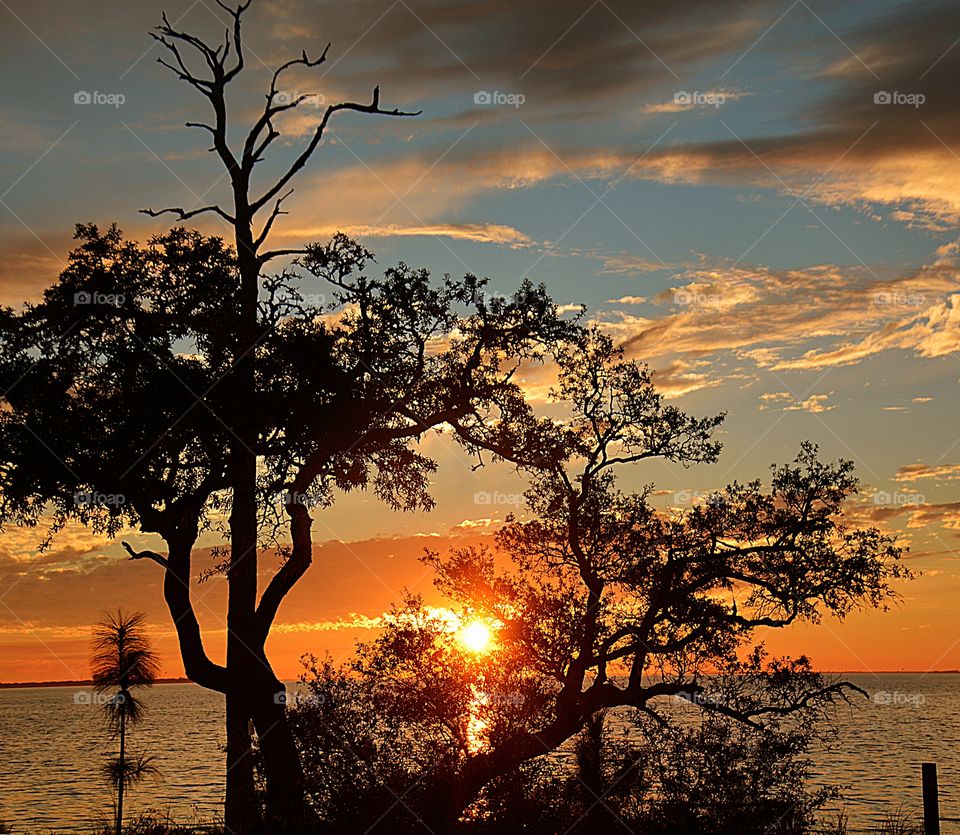 A silhouette of trees during a brilliant descending sunset 🌅. 