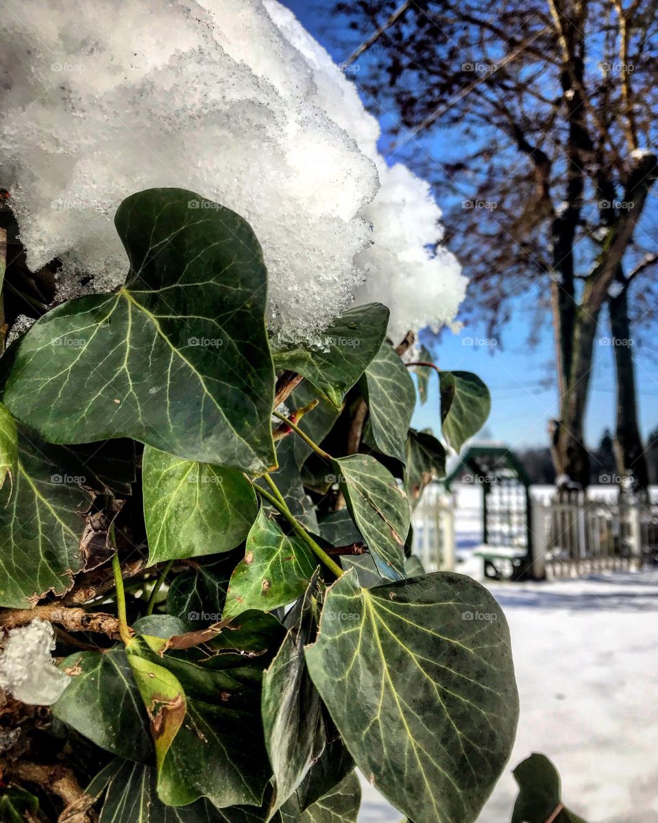Ivy, snow, farmland 