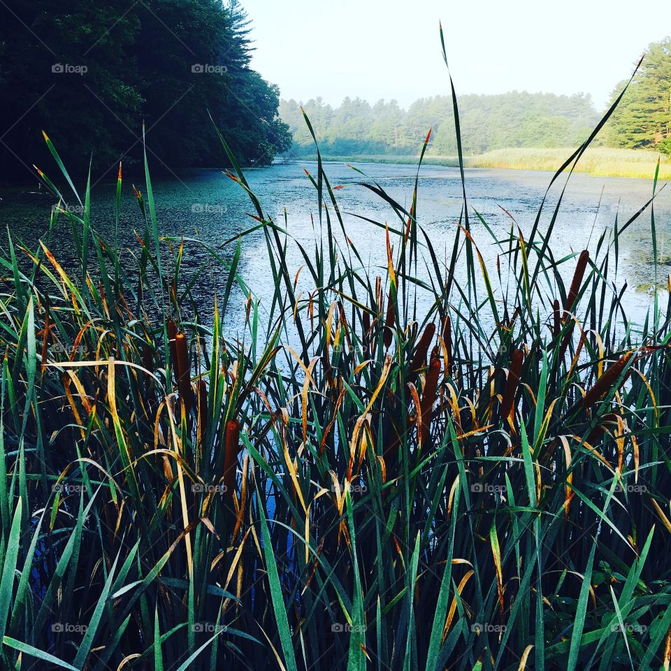 Cat tails 