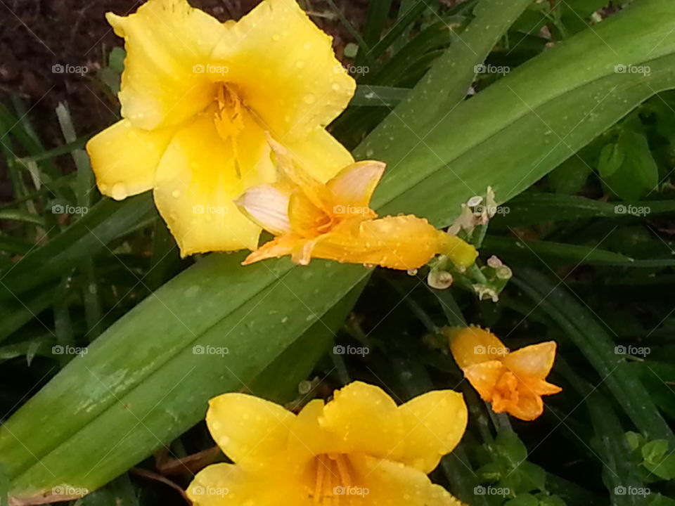 Day lilly. yellow day lilly