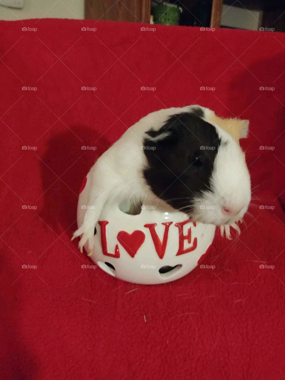 Cute guinea pig