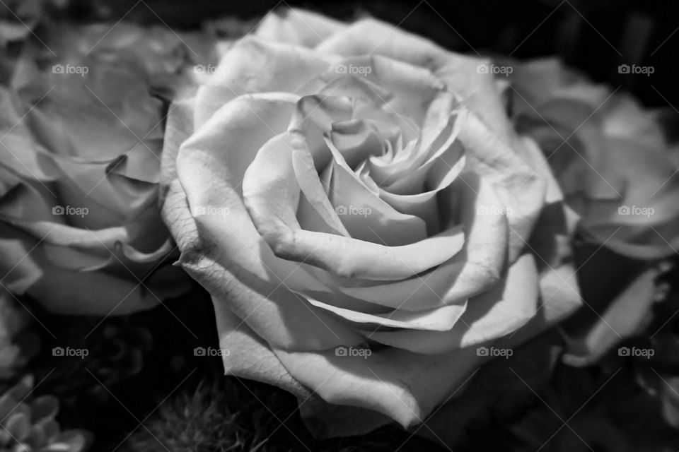 Fully bloomed roses in black and white. Beautiful expression of love.