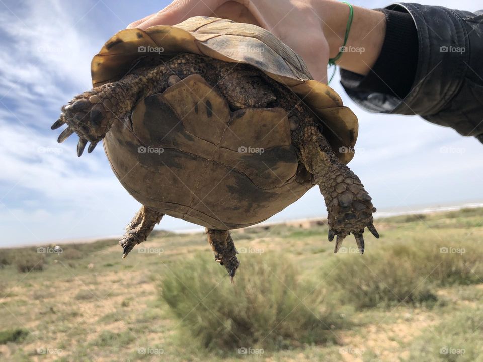 A hand holding a beautiful turtle.