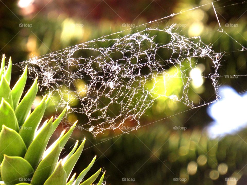 web