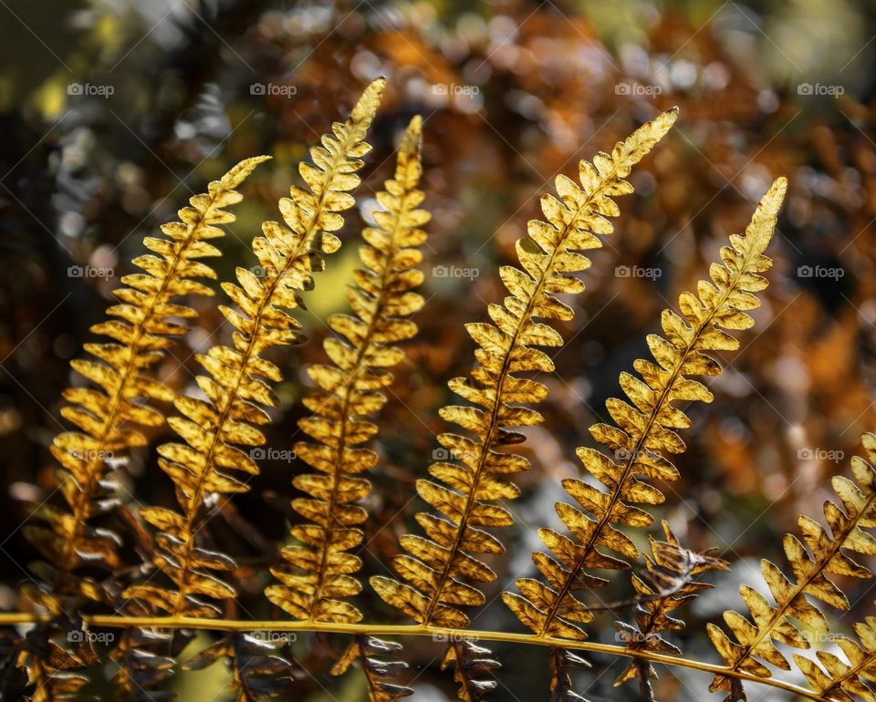 Browning Bracken leaves caught in the autumnal sunlight