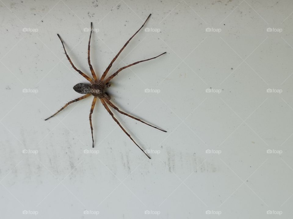 spider on wall refined