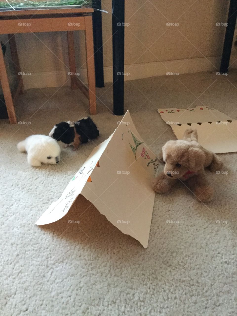 Playful guinea pig 