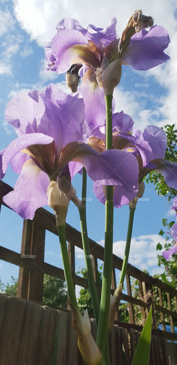 Beautiful flowers