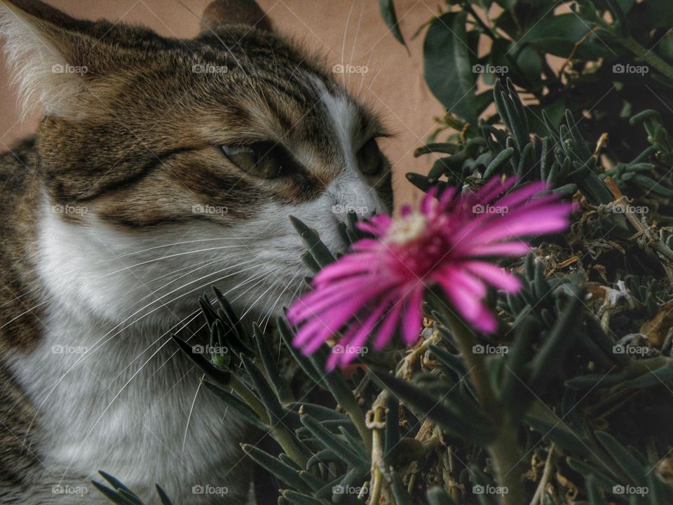 Gatta che annusa un Fiore porpora 