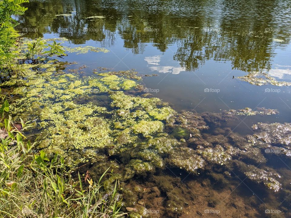 swamp texture