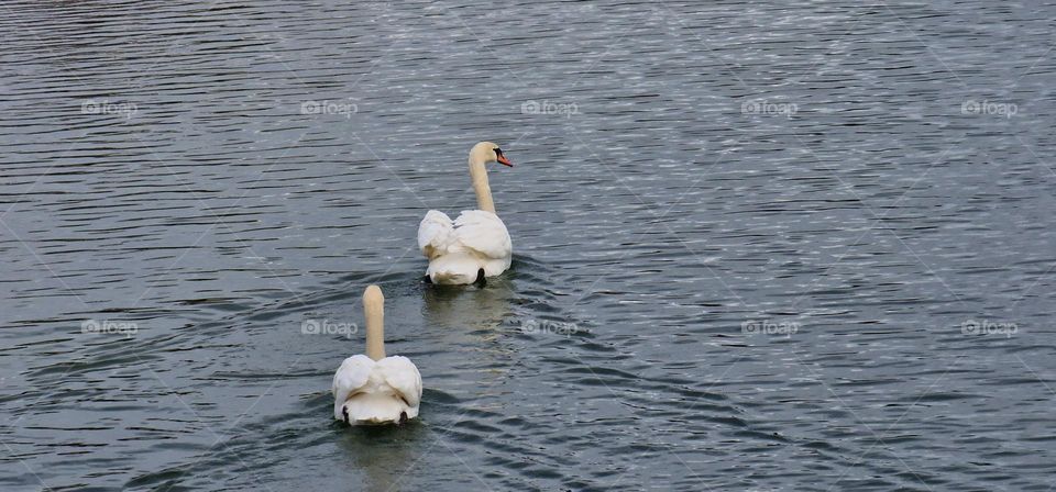 Two beautiful swans in the swim around the lake with gorgeous wing position while doing it