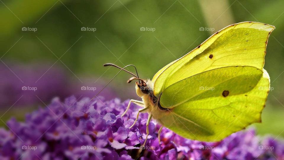the brimstone butterfly in the sunshine