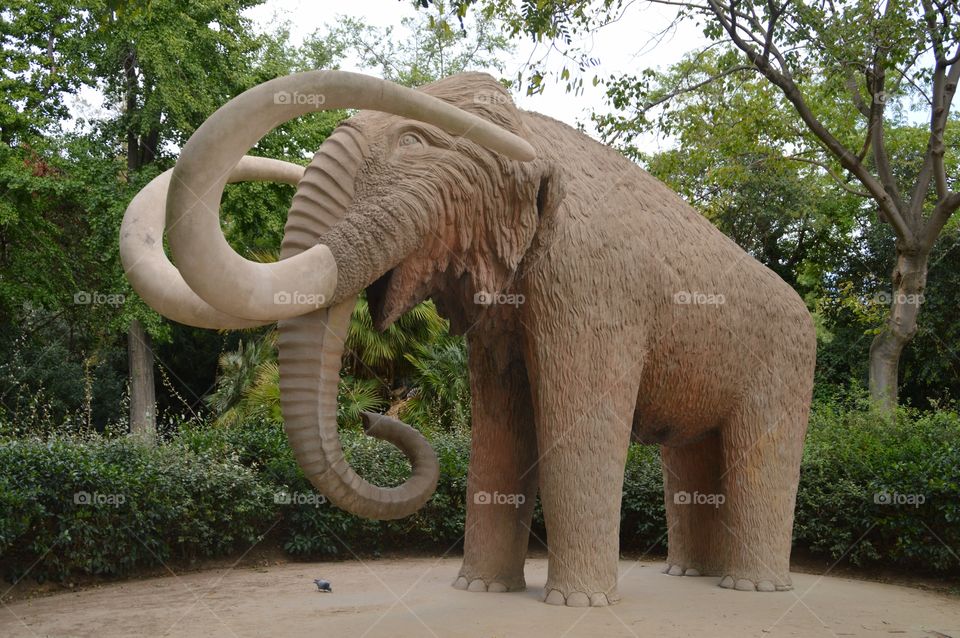 Elephant