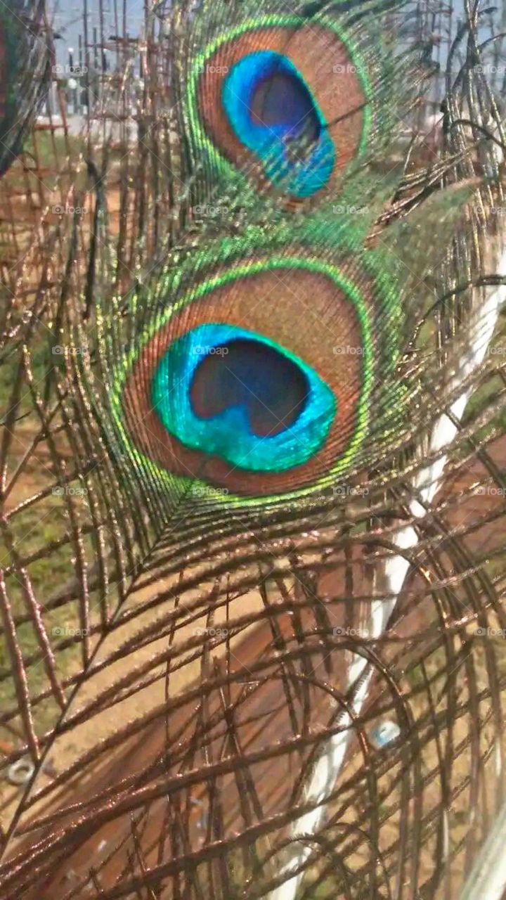 A beautiful and attractive view of peacock petals.