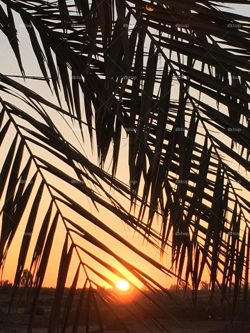 Beautiful sunset and palm tree 