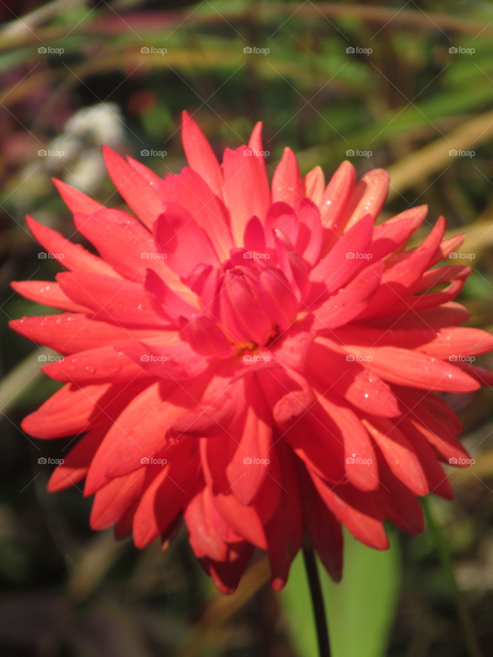 vibrant dahlia