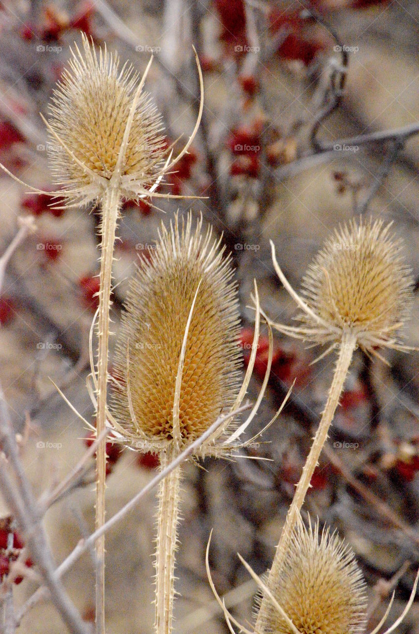 Teasel Seed Heads and Berries