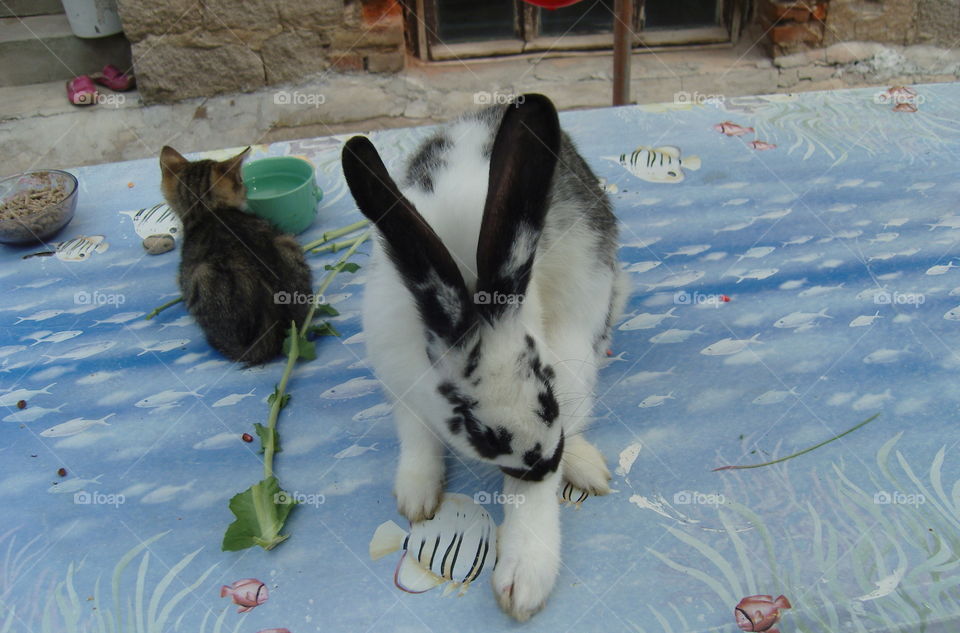 Cute pet animals on the table