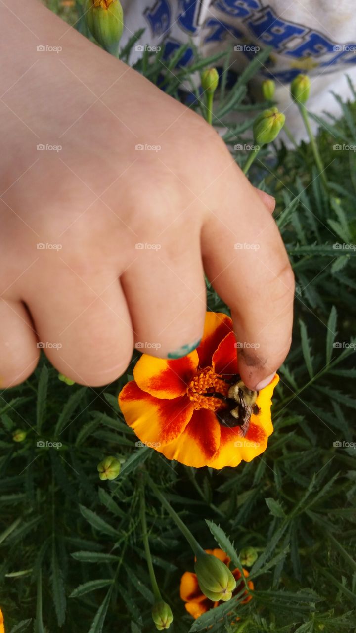 Hand & bee