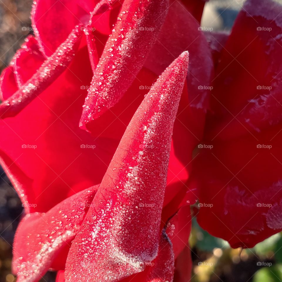 Stunning roses with fresh frost on the petals on a cold fall morning.