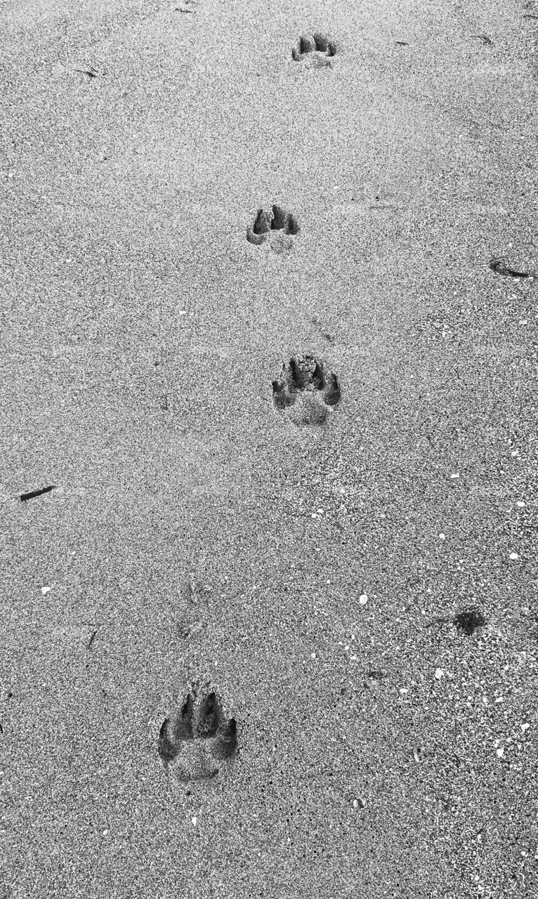 Minimalistic: paw prints in the sand 