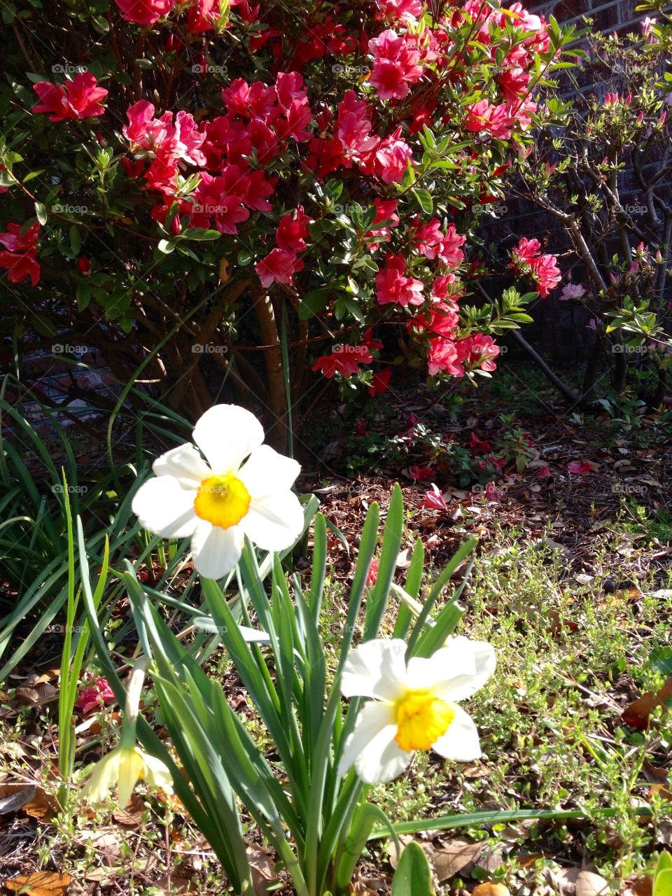 Daffy and Dill. Daffodils 