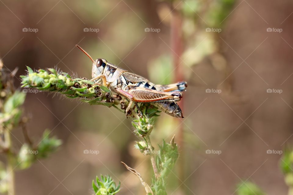 Grasshopper Legs