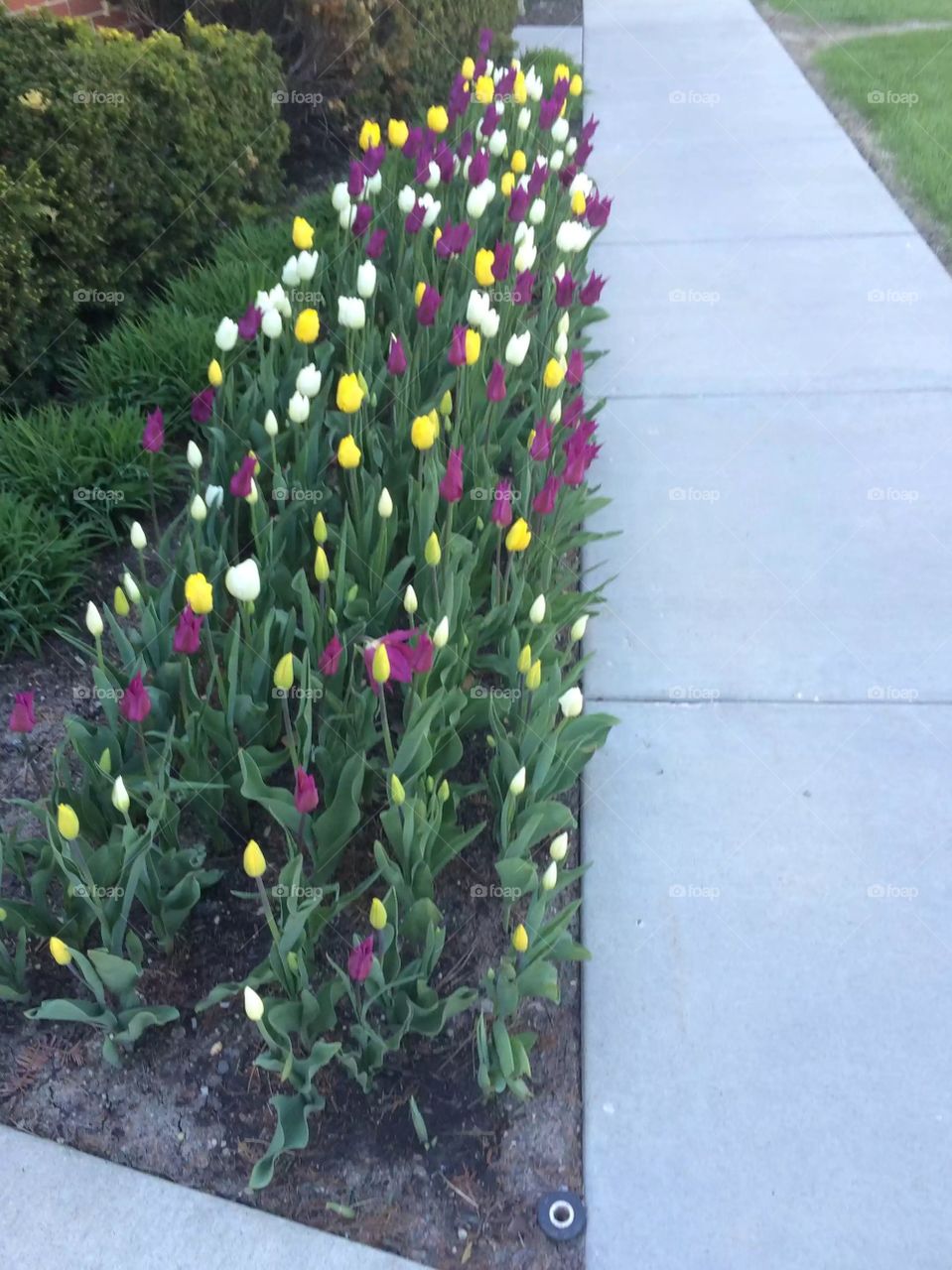 Tulips are blooming 