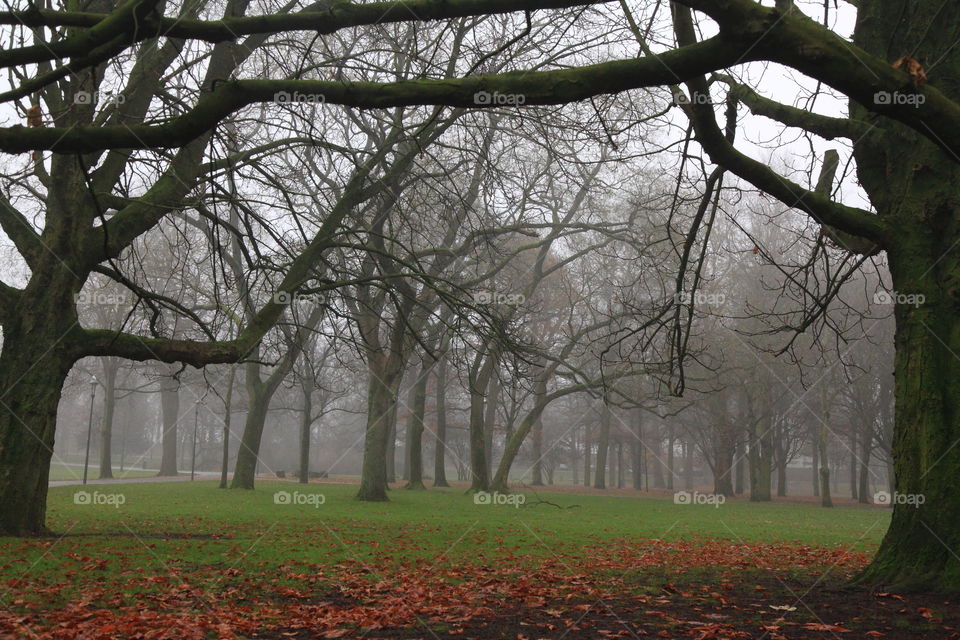 foggy morning and dense garden