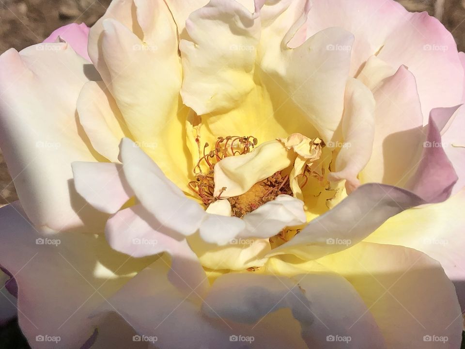 Beautiful yellow rose