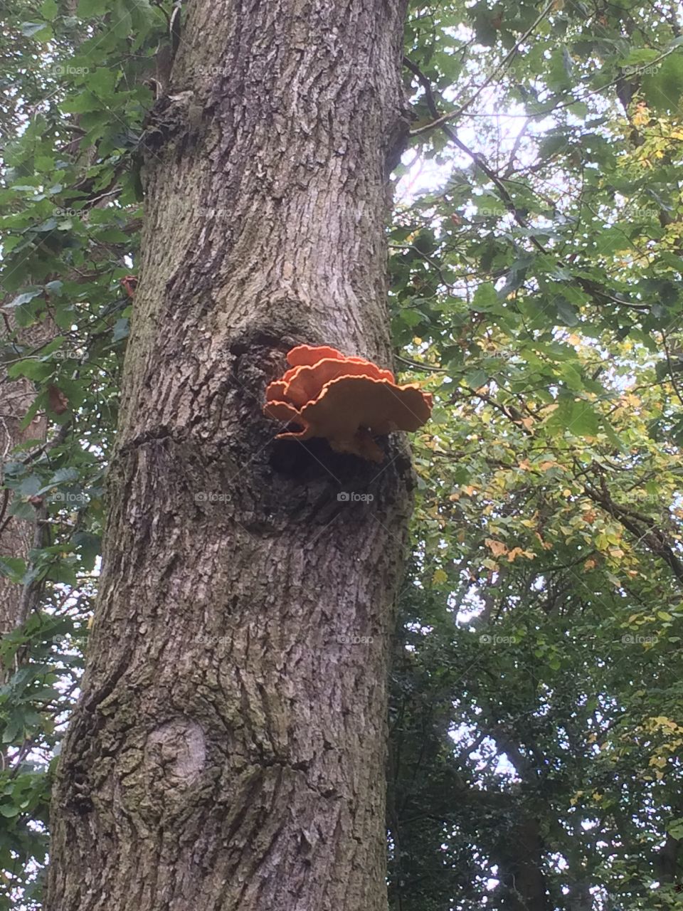Fungus on a tree 