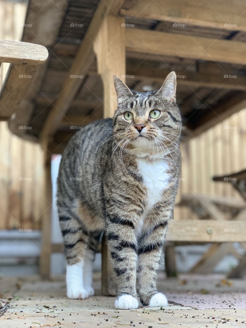 Kitten in the garden