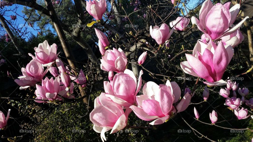 pink flower magnolia